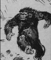 yeti 